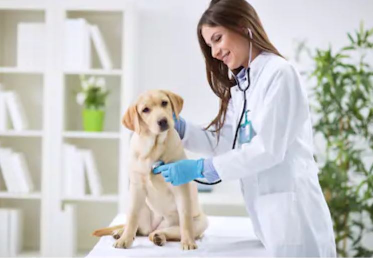 National PetCare - The Profit Object Business Consultancy Firm